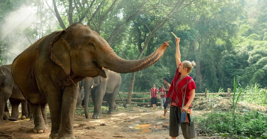 From Chiang Mai: Kerchor Eco Elephant Park Tour - Getting to Kerchor without wasting your day