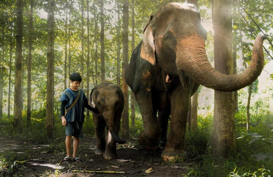 From Chiang Mai: Kerchor Eco Elephant Park Tour - Feeding baby elephants: the joy part, with real etiquette