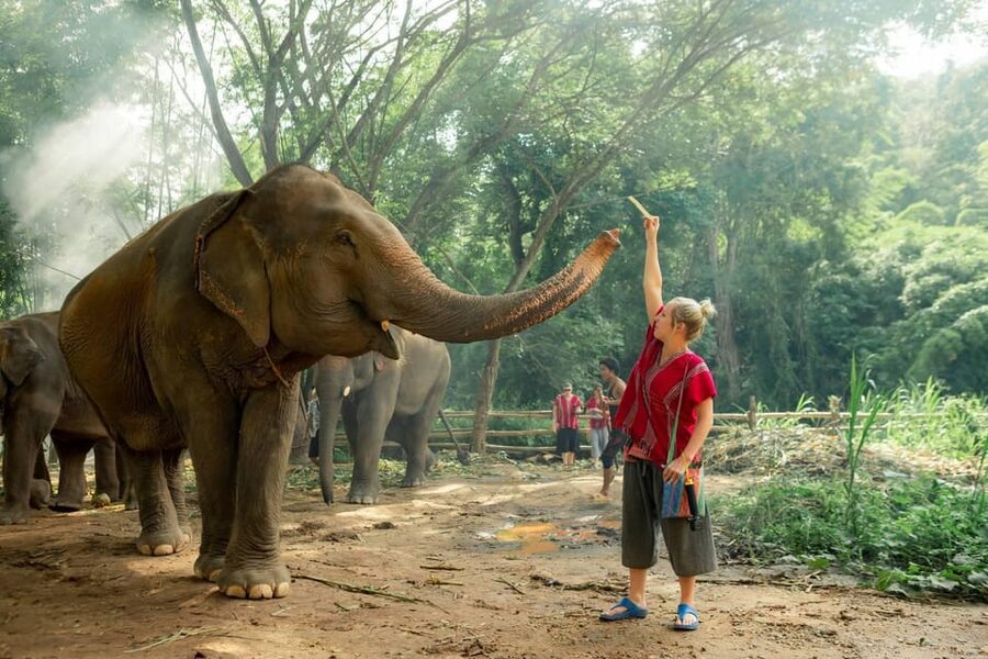 From Chiang Mai: Kerchor Eco Elephant Park Tour - Walking, mud play, and watching them be elephants