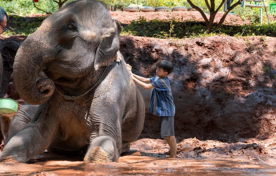 From Chiang Mai: Kerchor Eco Elephant Park Tour - Thai lunch after elephants: value, timing, and what to expect