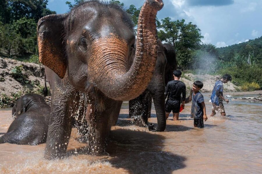 From Chiang Mai: Kerchor Eco Elephant Park Tour - Guides and cultural touches, like tribal shirts