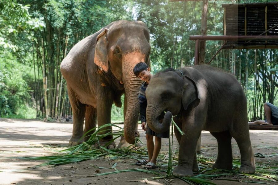 From Chiang Mai: Kerchor Eco Elephant Park Tour - Practical tips so you enjoy the muddy parts