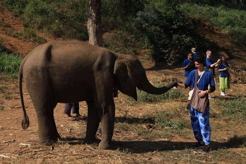 From Chiang Mai: Living Green Elephant Sanctuary Tour - Why This Chiang Mai Elephant Sanctuary Feels Different