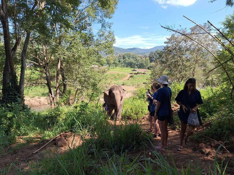 From Chiang Mai: Living Green Elephant Sanctuary Tour - Feeding and Forest Walking With Caretakers