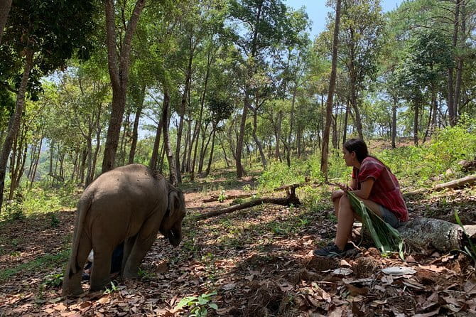 Full Day Elephant Bathing and Bamboo Rafting Tour in Chiang Mai - Bamboo rafting on the Taeng River: the ride depends on water level