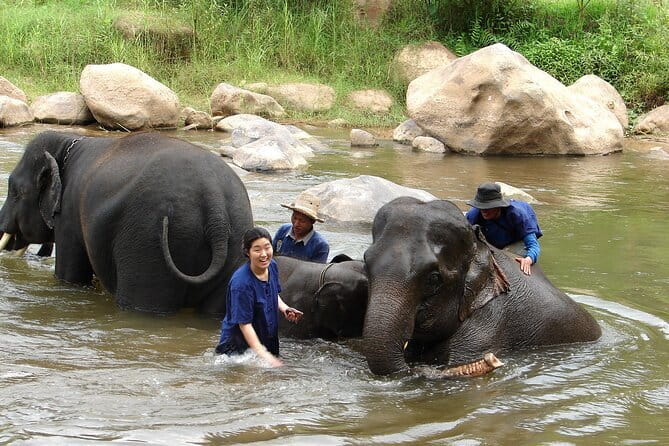 Full Day Elephant Bathing and Bamboo Rafting Tour in Chiang Mai - Price and value: what $71.50 covers in Chiang Mai