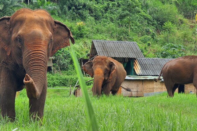 Full Day Experience at Ran-Tong Save & Rescue Elephant Centre - Key things I think you will notice at Ran-Tong