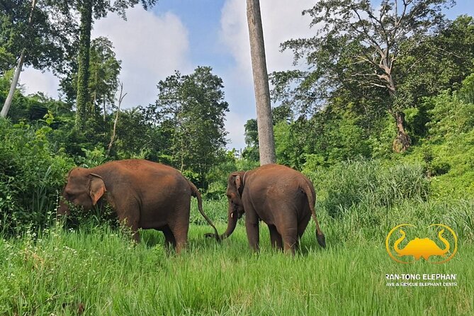 Full Day Experience at Ran-Tong Save & Rescue Elephant Centre - What Ran-Tong is really about, elephant care you can see