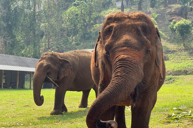 Full Day Experience at Ran-Tong Save & Rescue Elephant Centre - Hotel pickup and the drive to Mae Taeng District
