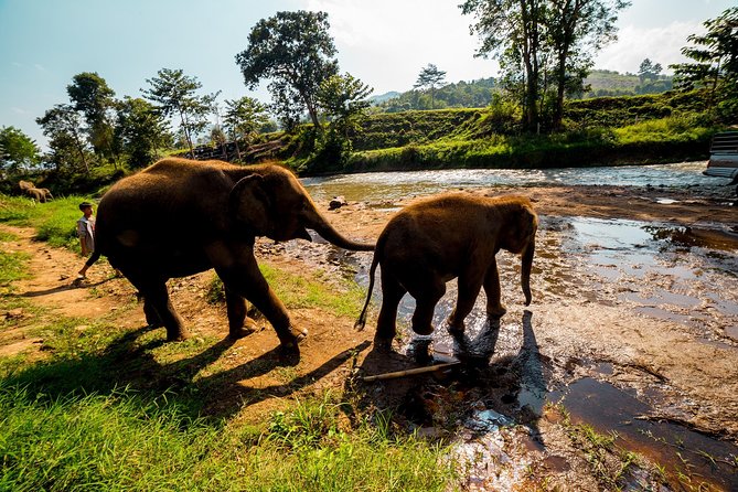 Full-Day Guided Tuk Tuk Chiang Mai Adventure and Rafting - Guides and group size: why this day feels personal