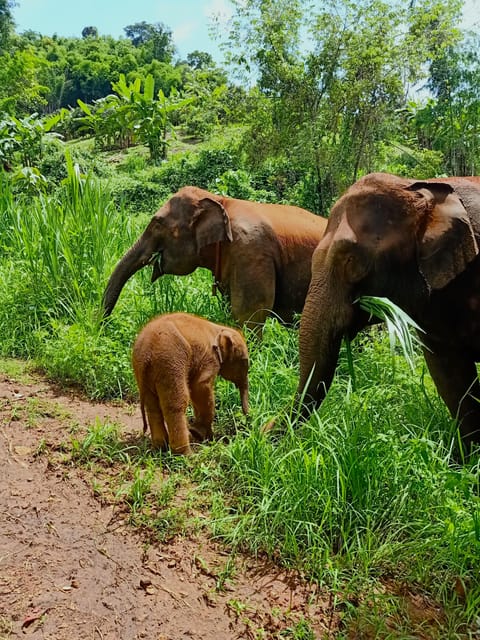 Full-day with CHIANGMAI ELEPHANT CARE and Sticky waterfall - Key things to know before you go