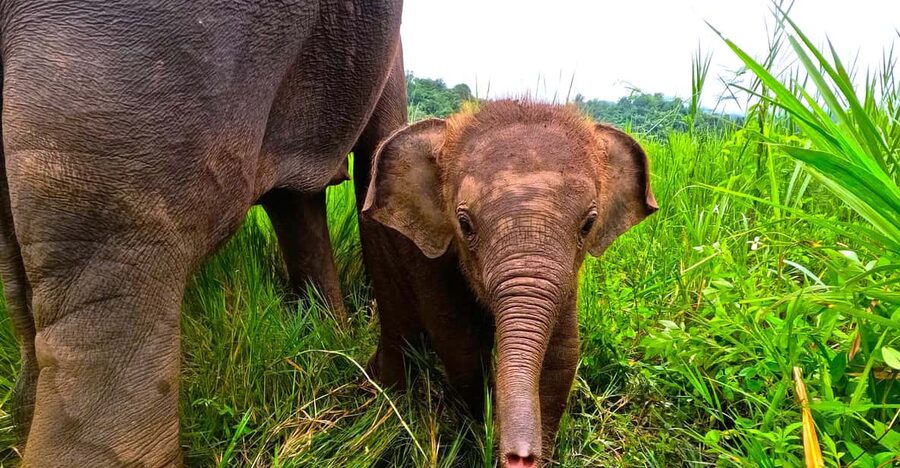 Full-day with CHIANGMAI ELEPHANT CARE and Sticky waterfall - From 8am pickup to Maeteang camp, how the timing works