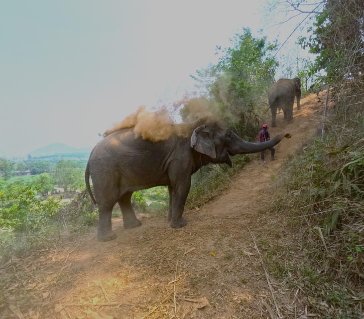 Full-day with CHIANGMAI ELEPHANT CARE and Sticky waterfall - The 2-hour elephant interaction: feeding, patting, and herbal medicine balls
