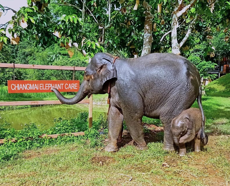 Full-day with CHIANGMAI ELEPHANT CARE and Sticky waterfall - River bathing and brushing: what to expect after elephant time