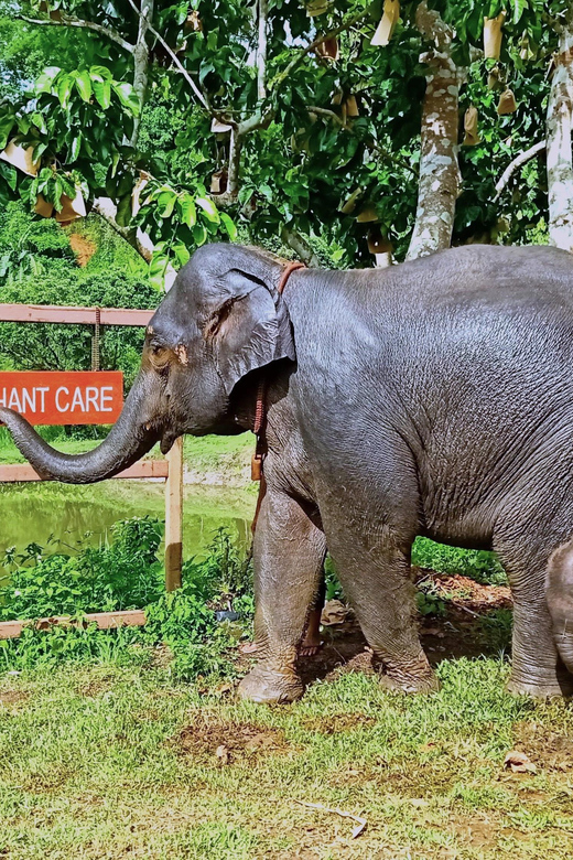 Full-day with CHIANGMAI ELEPHANT CARE and Sticky waterfall - Sticky waterfall on limestone: the hike part that surprises people