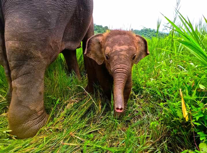 Full-day with CHIANGMAI ELEPHANT CARE and Sticky waterfall - Elephant care begins: uniforms, briefing, and what you’ll actually do