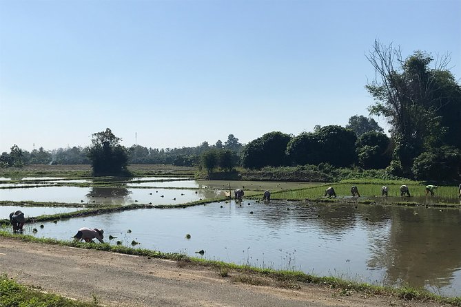 Half-day E-bike Countryside and rice paddies (flat land, GUIDED) - Hang Dong, where the tour gets less obvious and more local