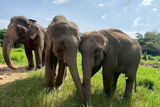 Half Day Elephant care and Whitewater Rafting Adventure - Price and value: is $58.37 a fair deal for this mix?