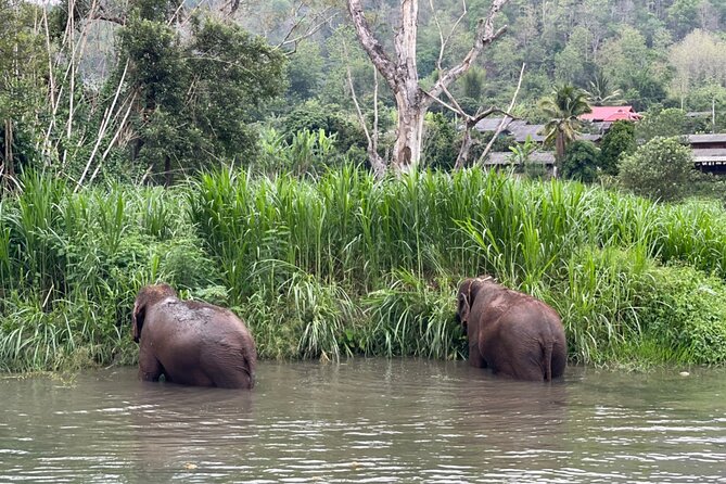 Half-Day Elephant Experience at Rantong - Making vitamins for rescued elephants: the moment that teaches care