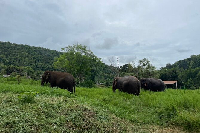 Half-Day Elephant Experience at Rantong - Price and what you are actually buying for $58.70