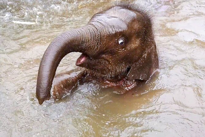 Half Day: Elephant Village Sanctuary - Key Highlights You’ll Notice Fast
