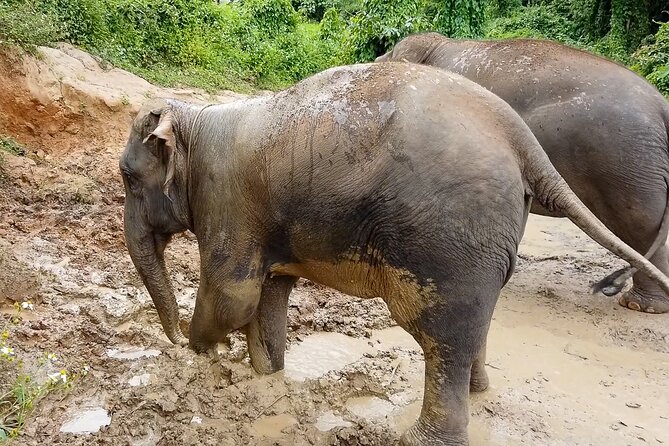 Half Day: Elephant Village Sanctuary - Elephant Village Sanctuary in Chiang Mai, The Simple Idea