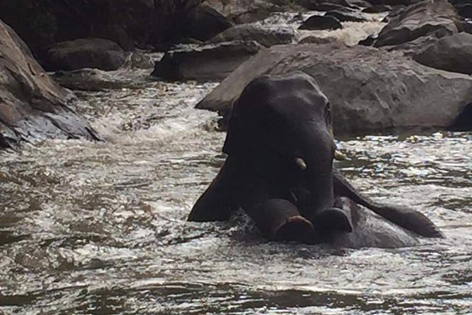 Half day Elephants in Nature Experience (Morning) - Key Things That Make This Elephant Day Worth Your Time
