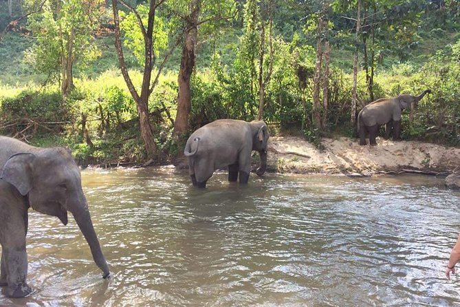 Half day Elephants in Nature Experience (Morning) - Feeding, Washing, and Mahouts: How the Day Actually Feels