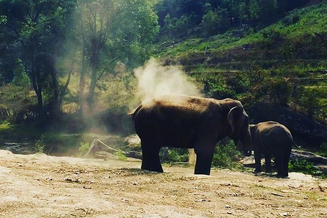 Half day Elephants in Nature Experience (Morning) - Price and Value at $77.44: What You Are Actually Paying For