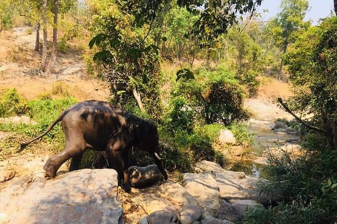 Half day Elephants in Nature Experience (Morning) - Meeting Elephants at Their Home, Not in a Photo Trap