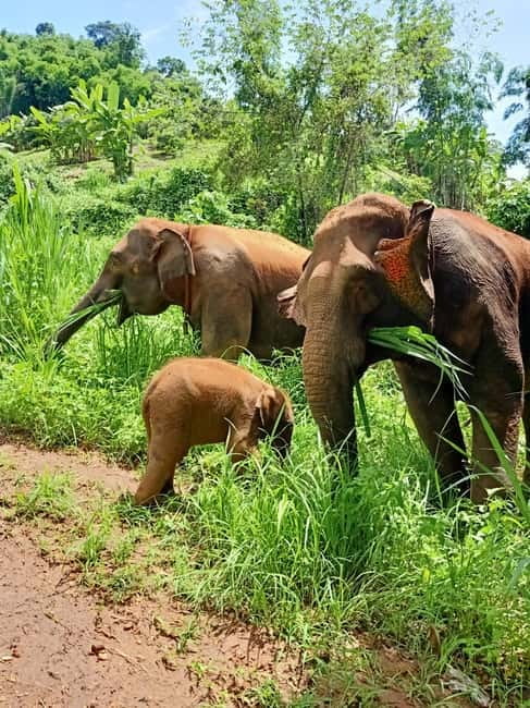 Half-day with CHIANGMAI ELEPHANT CARE program (12pm-6pm.) - Key things to know before Chiang Mai Elephant Care