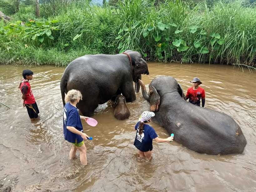 Half-day with CHIANGMAI ELEPHANT CARE program (12pm-6pm.) - Feeding, Patting, and Walking Alongside Majestic Elephants