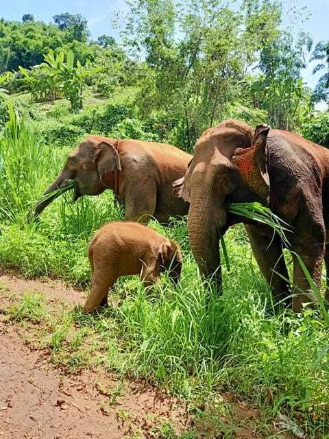 Half-day with CHIANGMAI ELEPHANT CARE program (12pm-6pm.) - Lunch, Fruits, Water, and the Practical Comfort of a Real Meal