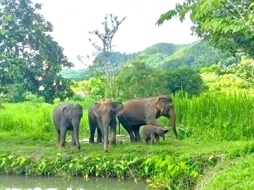 Half-day with CHIANGMAI ELEPHANT CARE program (12pm-6pm.) - Hotel Pickup, Van Time, and How to Use the Midday Start