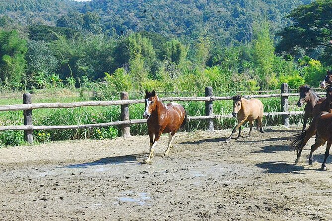 Horse Lesson+Riding+Wat Tonkwen wooden temple.Chiangmai - Horse park lesson time: how the instruction actually helps