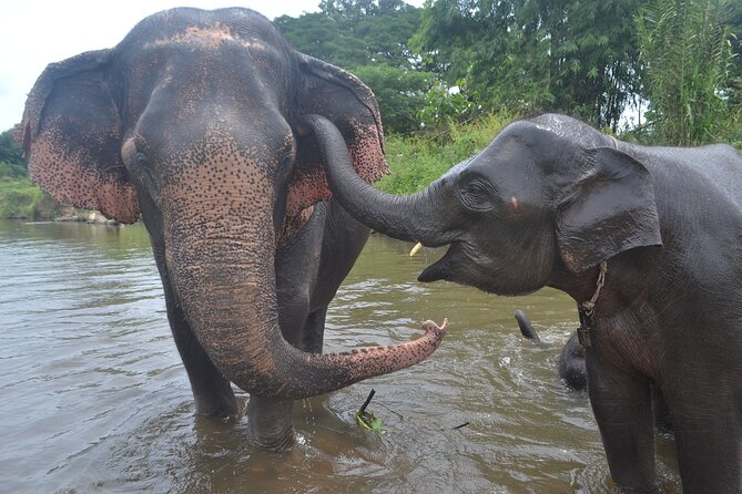 Inthanon Heaven Trail(Living Green Elephant Sanctuary) - From Chiang Mai Pickup to Living Green Elephant Sanctuary Sky Camp
