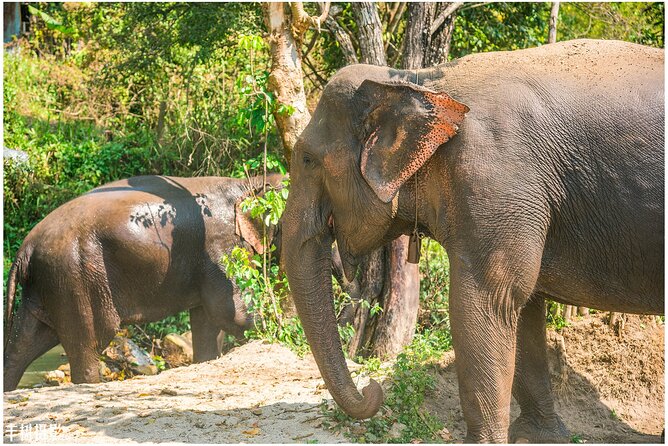 Inthanon Heaven Trail(Living Green Elephant Sanctuary) - Living Green Elephant Sanctuary: what your elephant morning feels like