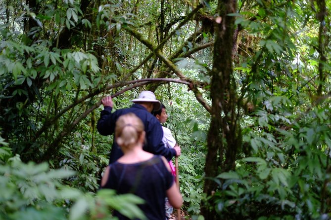 Inthanon Small-Group with Kew Mae Pan Trail from Chiang Mai include Lunch - The Highest Summit of Thailand and Angka Luang Natural Trail