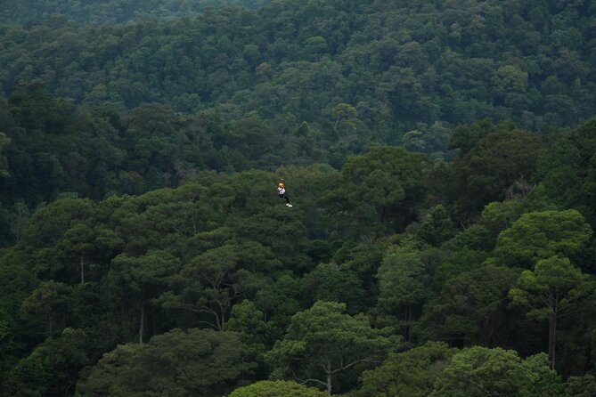 Jungle Flight Zipline Roller Coaster - The Jungle Roller Coaster Finish: A Different Kind of Thrill