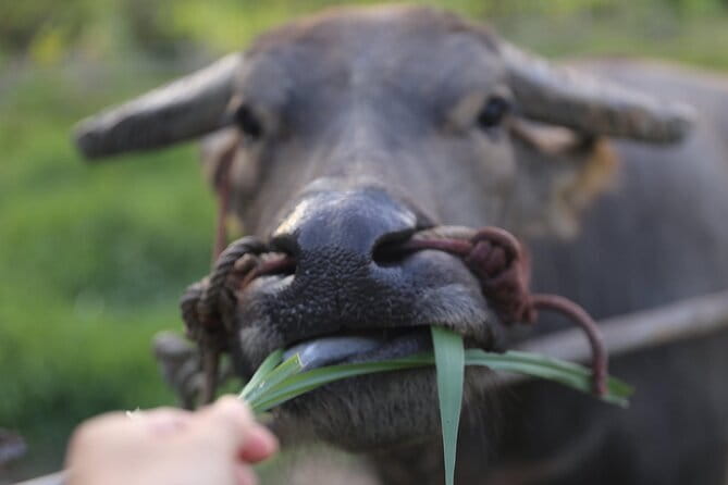 Local Farming Experience in Chiang Mai, Thailand - Why this Chiang Mai farm workshop feels genuinely local