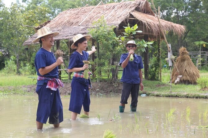 Local Farming Experience in Chiang Mai, Thailand - Rice nursery work: uprooting seedlings and kicking off the mud