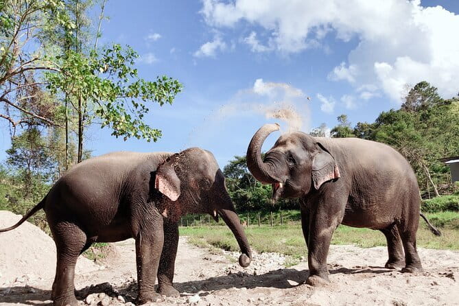Local Farming Experience in Chiang Mai, Thailand - Price and timing: is $58.60 worth it?