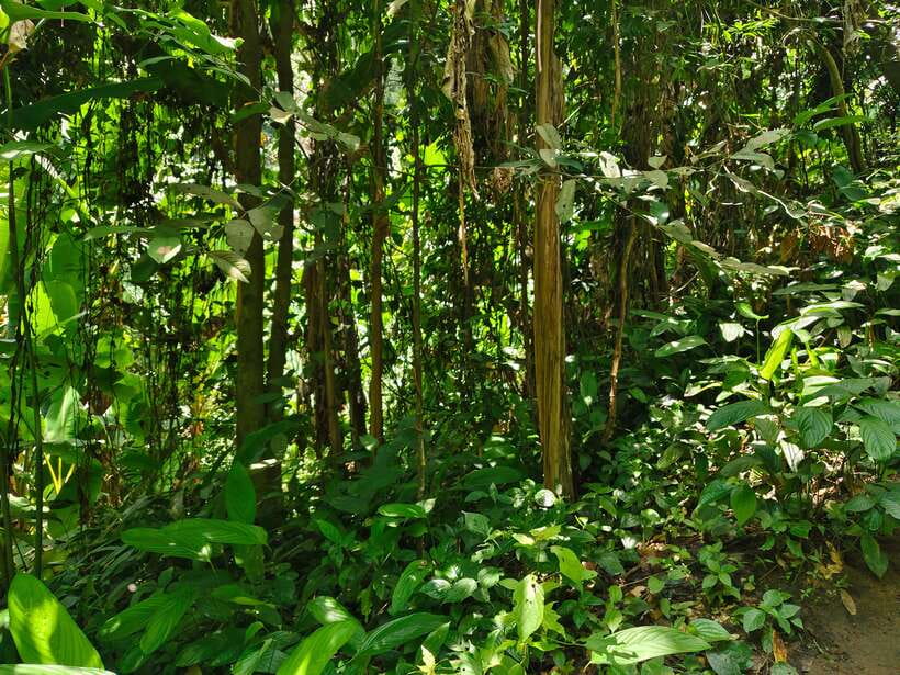 Monk trails hike, Wat Phalat, Monk chanting, Wat Doi Suthep. - Wat Pha Lat in the Forest: Meditation That Actually Helps, Plus Chanting Time