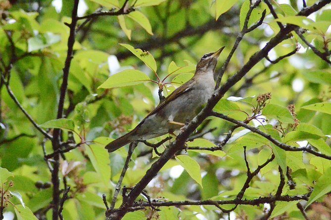 Mount Doi Inthanon Hiking & Bird Watching - Key Things I’d Watch For On This Doi Inthanon Day