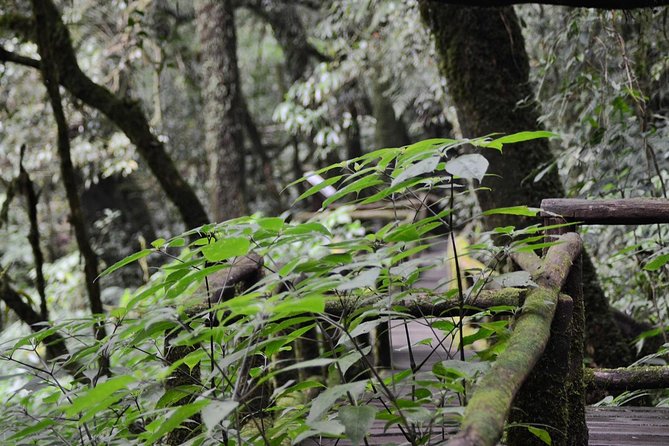 Mount Doi Inthanon Hiking & Bird Watching - Doi Inthanon’s birding reputation, and why it’s practical
