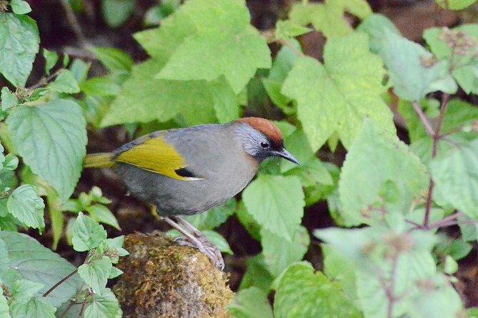 Mount Doi Inthanon Hiking & Bird Watching - What the “2,565 m” altitude and cooler air change for you