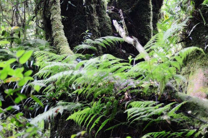Mount Doi Inthanon Hiking & Bird Watching - The bird watching blocks: what you’re really buying