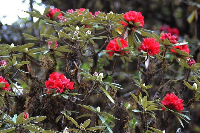 Mount Doi Inthanon National Park Sunrise and Hiking - Weather Reality Check: What Happens if the Sky Turns