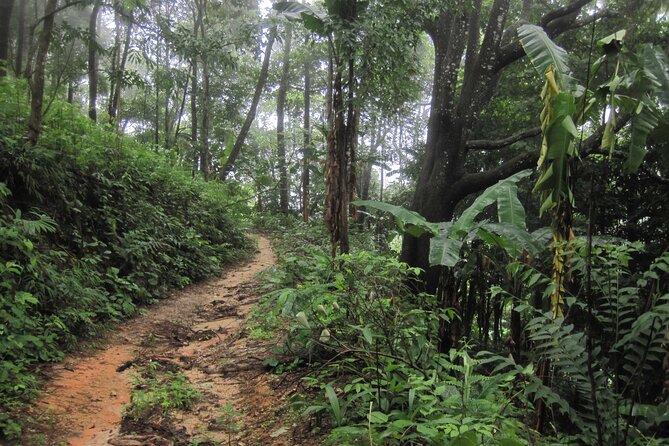 No.1 Chiang Mai: Advanced XC Downhill Biking, Doi Suthep N. Park - Lunch at Huay Tueng Tao: recovery with real Thai food