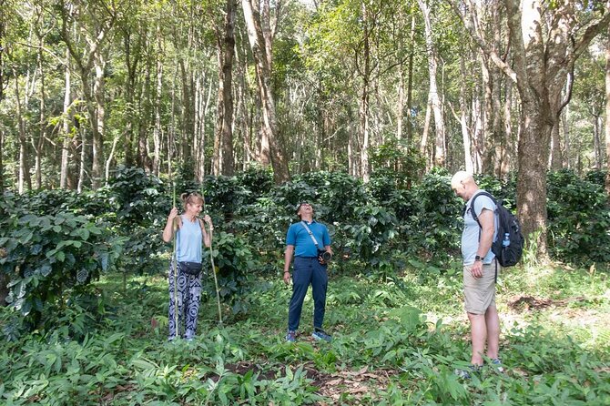 Off the Map Chiang Mai Jungle Coffee Trek Roast and Brew - Roasting masterclass: controlling heat, not just watching